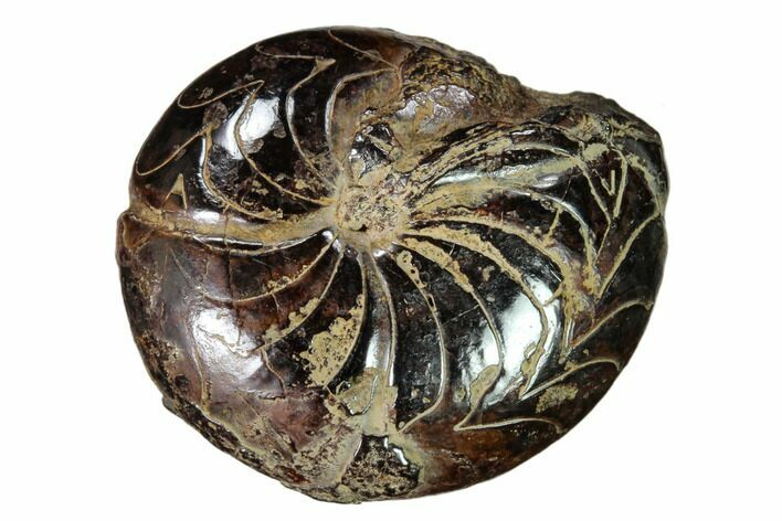 Fossil Goniatite (Prionoceras) - Morocco #162615
